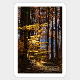 autumn in Forest Sticker